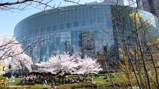 桜の季節は美しい光景です