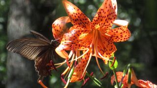 初夏から秋までの高山植物が観られました ♪