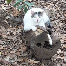 境内に佇むねこちゃん