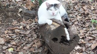 縄文時代の復元住居があります