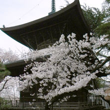 多宝塔と桜（２０１４年４月初旬）