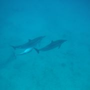 野生のイルカを、水中から観ることが出来ます！