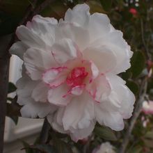 園内だけでなく駐車場にも変わったサザンカが咲いていました