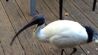 コアラがたくさん！