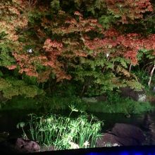 紅葉のライトアップ