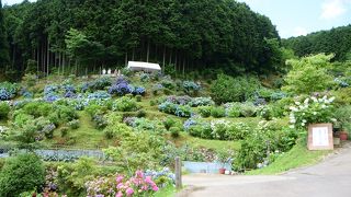 大垣内アジサイ園