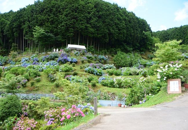 佐用の紫陽花の名所