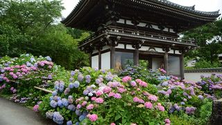 丹波の紫陽花の名所