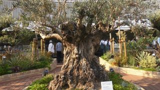 神秘的な空中庭園