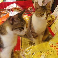土産物屋の金色の袋と招き猫
