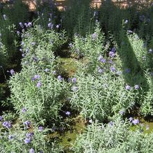 遅咲きラベンダー