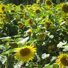 満開のひまわり