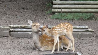 子鹿や森で癒される