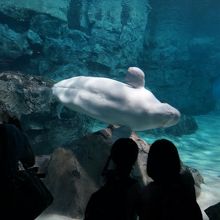 ベルーガの水槽の前で
