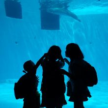 イルカの水槽の前で