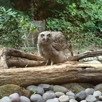 シマフクロウが来ます。