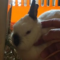 可愛いマスコットのウサギちゃん