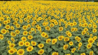 一面のひまわり畑
