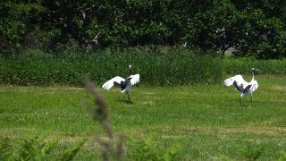 大空の下のタンチョウ