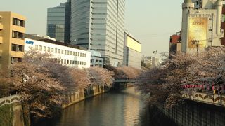 東京の花見の名所
