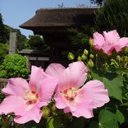 さるすべりは境内に、芙蓉は門前に。