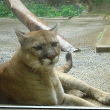 ネコっぽい☆ピューマ
