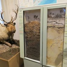 樺太に住む動物の剥製や　地層の展示がある一階