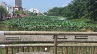 久保田城跡の公園