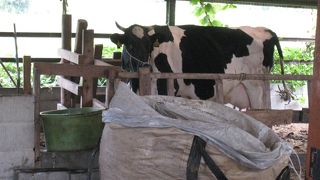 一番好きな牧場！！！