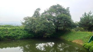 夏は草がボーボーで