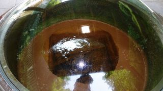 コンコンと湧き出ています