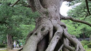 今にも歩き出しそうな松の根