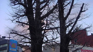 駅の向かいにあります