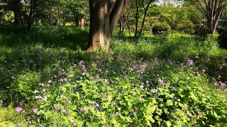 緑いっぱいの公園