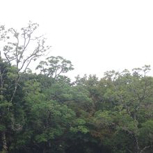 基本的には緑が延々と続いている公園