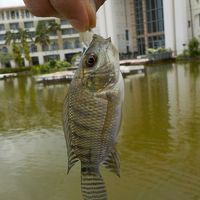 レイクフィッシングで釣れた魚。ティラピア？