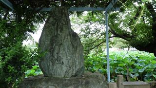 蓮の花が一面を覆い癒しの空間