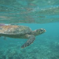 シューケリングで会えます