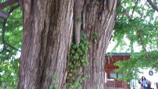 樹齢１２００年