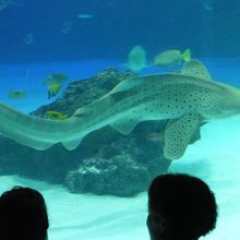 トラフザメに会えます．