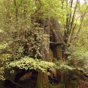 屋久島でのエコロジーのあり方について範を示している