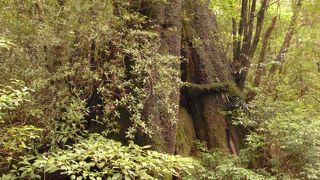屋久島でのエコロジーのあり方について範を示している