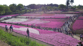 ピーク過ぎたが、芝桜を見に秩父へアメ車でGO！！