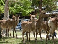 奈良の鹿