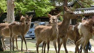 奈良の鹿