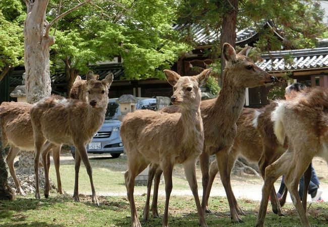 奈良県の自然 景勝地 クチコミ人気ランキングtop40 フォートラベル 奈良県の自然 景勝地 クチコミ人気ランキングtop40 フォートラベル