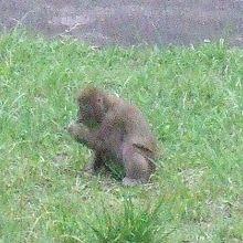 山あいの窓からは野生の猿も見られる