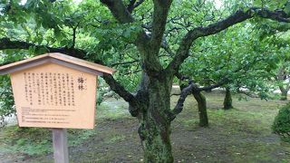 咲いてなかったけど