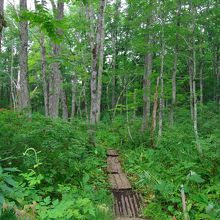 静かで気持ちのいい森林の中の木道を歩きます