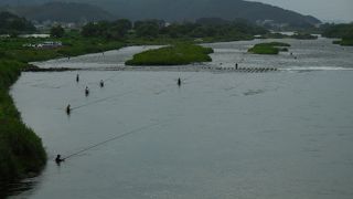 九頭竜川の鮎釣り (九頭竜川中部漁業協同組合)